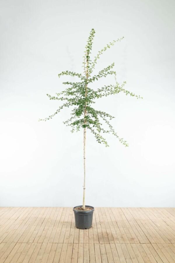 Crataegus monogyna hoogstam 12/14, Tuin en Terras, Planten | Tuinplanten