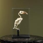 Piping Neushoornvogel Skelet, Verzamelen, Dierenverzamelingen, Nieuw, Opgezet dier, Vogel, Ophalen of Verzenden