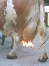 Mobiele uierbrander / uieronthaarder, Dieren en Toebehoren, Stalling en Weidegang