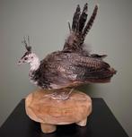 Jonge Pauw Taxidermie Opgezette Dieren By Max, Verzamelen, Ophalen of Verzenden, Nieuw, Vogel, Opgezet dier