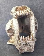Sabeltandkat - Fossiele schedel - Replica - 27 cm - 15 cm, Verzamelen