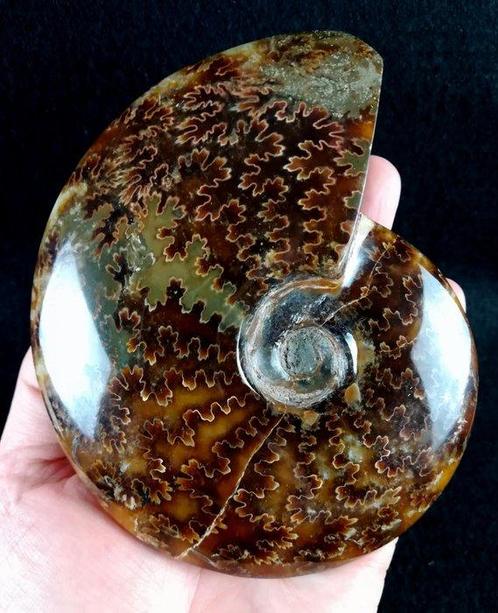 Ammoniet - Gefossiliseerd dier - Aioloceras (Cleoniceras), Verzamelen, Mineralen en Fossielen