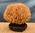 Natuurlijk zee spons - GEEN minimumprijs! Schelpdier -, Nieuw