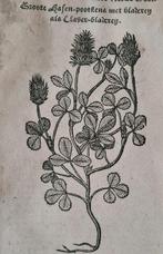 Rembertus Dodonaeus - 46 houtsnedes uit het Cruydt-boeck