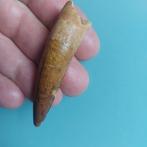 Dinosaurus - Fossiele tand - Spinosaurus aegyptiacus - 66 mm, Verzamelen