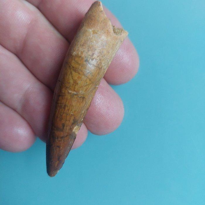 Dinosaurus - Fossiele tand - Spinosaurus aegyptiacus - 66 mm, Verzamelen, Mineralen en Fossielen