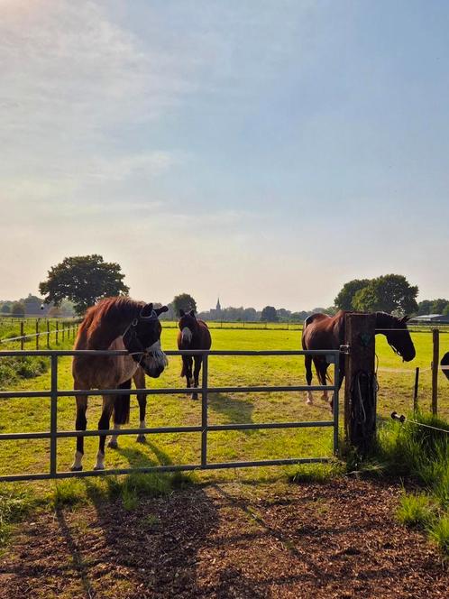 Paardenrusthuis Hoeve 3 Ambachten, Diensten en Vakmensen, Dieren | Paarden | Verzorging, Oppas en Les, Stalling of Weidegang