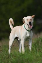 Mooie en lieve Labradors uit het asiel ter adoptie!, Particulier, Buitenland, Parvo, Labrador retriever