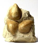 Extra mooie multiple shell associatie - vrijstaand -, Verzamelen