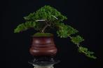 Jeneverbes bonsai (Juniperus) - Hoogte (boom): 15 cm -, Antiek en Kunst