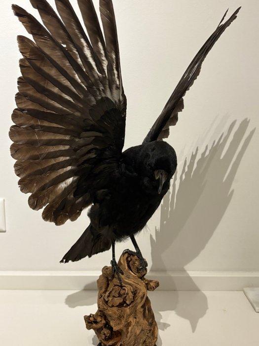 Kraai Taxidermie volledige montage - Corvus - No cites, Antiek en Kunst, Curiosa en Brocante