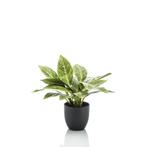 Kunstplant - Croton Codiaeum - Wonderstruik - 38 cm, Verzenden, Nieuw