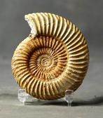 De fijnste ammoniet - Gefossiliseerd dier - Parkinsonia, Verzamelen, Mineralen en Fossielen