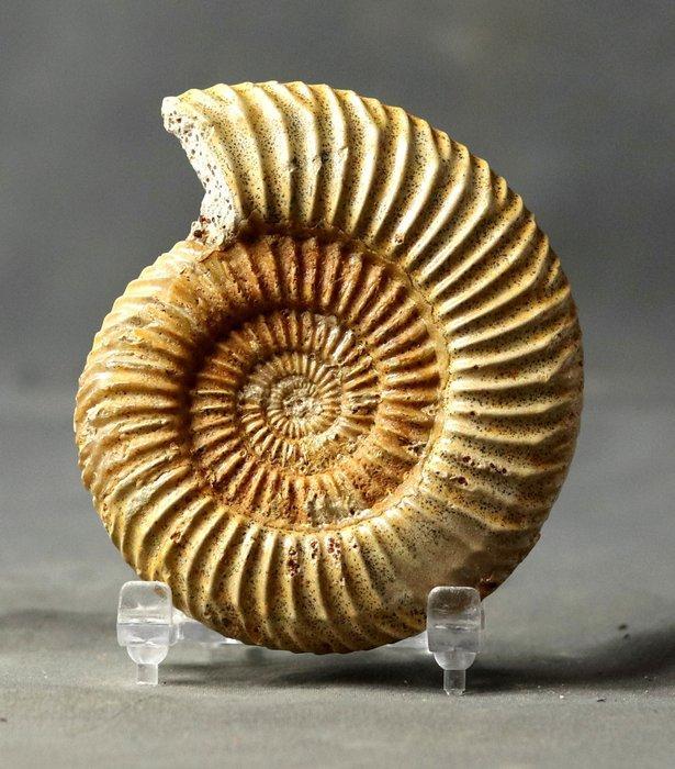 De fijnste ammoniet - Gefossiliseerd dier - Parkinsonia, Verzamelen, Mineralen en Fossielen