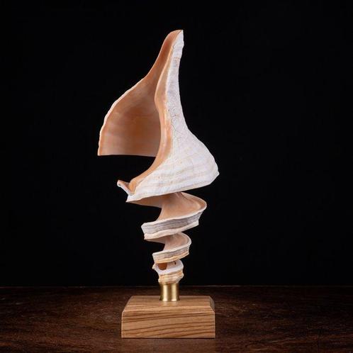 Gesneden schelp: kunst van de zee Spiraal - Triplofusus, Verzamelen, Dierenverzamelingen