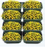 Verticale Tuin: 8x Wand Plantenbak Groen met Afwatering, Verzenden, Nieuw