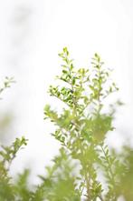 Chinese Hulst / Ilex Crenata Convexa 30-40cm, Tuin en Terras, Planten | Tuinplanten, Vaste plant, Lente, Verzenden, Volle zon