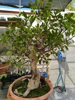 Ficus Retusa-bonsai - Hoogte (boom): 60 cm - Diepte (boom):, Antiek en Kunst, Curiosa en Brocante