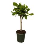 Ficus Altissimo variegata | 100 cm - Ø24cm, Huis en Inrichting, Kamerplanten, Verzenden