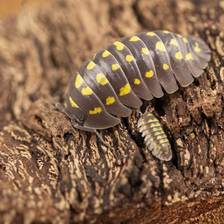 Diverse soorten pissebedden, opruimdiertjes en toebehoren!, Dieren en Toebehoren, Insecten en Spinnen, Overige soorten