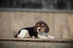 Knappe, gezonde Beagle pups,  geboren in België, Dieren en Toebehoren, Honden | Beagles, Bassets en Lopende honden, België, Beagle
