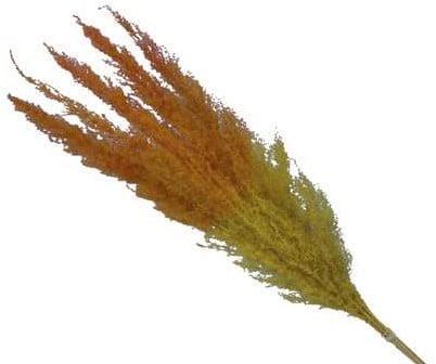 Pampasgras Two Tone YellowOrange 75 cm 5 stuks, Hobby en Vrije tijd, Knutselen, Nieuw, Ophalen of Verzenden