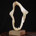 Mako Haai Kaak - op Houten Basis - Wunderkammer Taxidermie, Verzamelen, Dierenverzamelingen, Nieuw