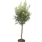 Olijfboom - wilde vorm op stam - Omtrek: 6-10 cm | Hoogte: 1, Tuin en Terras, Planten | Bomen, Ophalen of Verzenden