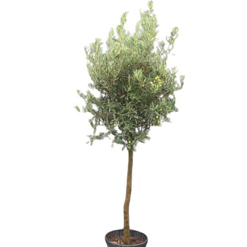 Olijfboom - wilde vorm op stam - Omtrek: 6-10 cm | Hoogte: 1, Tuin en Terras, Planten | Bomen, Ophalen of Verzenden