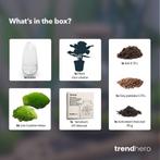 DIY Planten terrarium tweedelig bolglas - Egg Bonsai - Ø 12, Verzenden