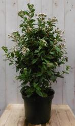Viburnum Tinus 80 cm - Warentuin Natuurlijk, Tuin en Terras, Planten | Tuinplanten, Verzenden