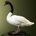 Zwarthalszwaan Taxidermie Opgezette Dieren By Max, Verzamelen, Ophalen of Verzenden, Nieuw, Vogel, Opgezet dier