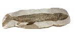 Vis - Fossiel skelet - Eubidectes sp. - 53 cm