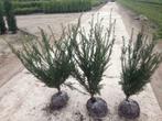 Taxus Baccata Gratis verzending! AANBIEDINGINGEN!, Tuin en Terras, Planten | Bomen, Ophalen, Bloeit niet, Halfschaduw, Overige soorten