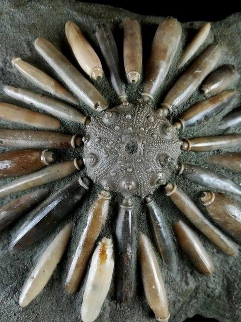 Fossiele zeekhoorn!!! - Schelp met radiolen - Gefossiliseerd, Verzamelen, Mineralen en Fossielen
