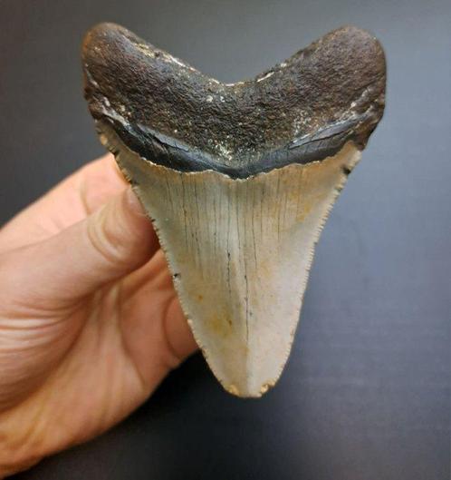 Megalodon - Fossiele tand - Otodus (Carcharocles) megalodon, Verzamelen, Mineralen en Fossielen