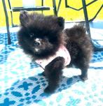 Schattige pomeranian pomeriaan pups mogen verhuizen, Parvo, België, Particulier, Keeshond