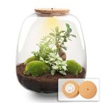 Planten terrarium - Emma - DIY kit -  25 cm - Ø 23 cm - Bon, Verzenden
