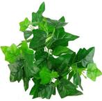 Hedera bundel Ivybush Groen 40 cm klimop per stuk, Ophalen of Verzenden, Nieuw