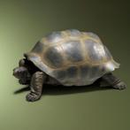 Reuzenschildpad Replica Taxidermie Opgezette Dieren By Max, Ophalen of Verzenden, Nieuw, Wild dier, Opgezet dier