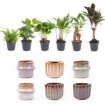 Mini planten set 6 - Inclusief pot set Barcelona, Verzenden