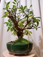 Malus Everest bonsai in mooie bonsaischaal - Hoogte (boom):, Antiek en Kunst
