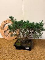 Jeneverbes bonsai (Juniperus) - Hoogte (boom): 34 cm -