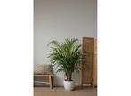 Chamber palms (Areca and Chamaedorea) - mix of 2, Huis en Inrichting, Kamerplanten, Verzenden