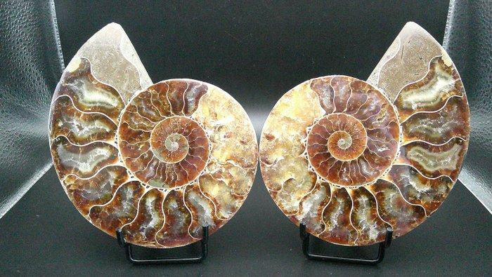 Ammoniet - Gefossiliseerde schelp - Cleoniceras sp. - 11.5, Verzamelen, Mineralen en Fossielen