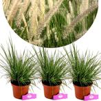 Pennisetum Goldstrich + pot 17cm 3 pcs, Verzenden, Volle zon