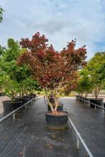 Acer palmatum Bloodgood meerstammig, Tuin en Terras