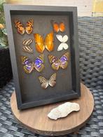 Vlinder Taxidermie volledige montage - Vlinders - 31 cm -, Antiek en Kunst