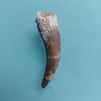 Dinosaurus - Fossiele tand - Plesiosaurus - 56 mm - 18 mm, Verzamelen
