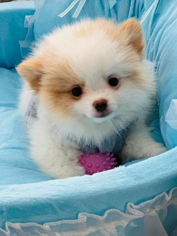 Schattige mini pomeranian pomeriaan teefjes , hier geboren beschikbaar voor biedingen